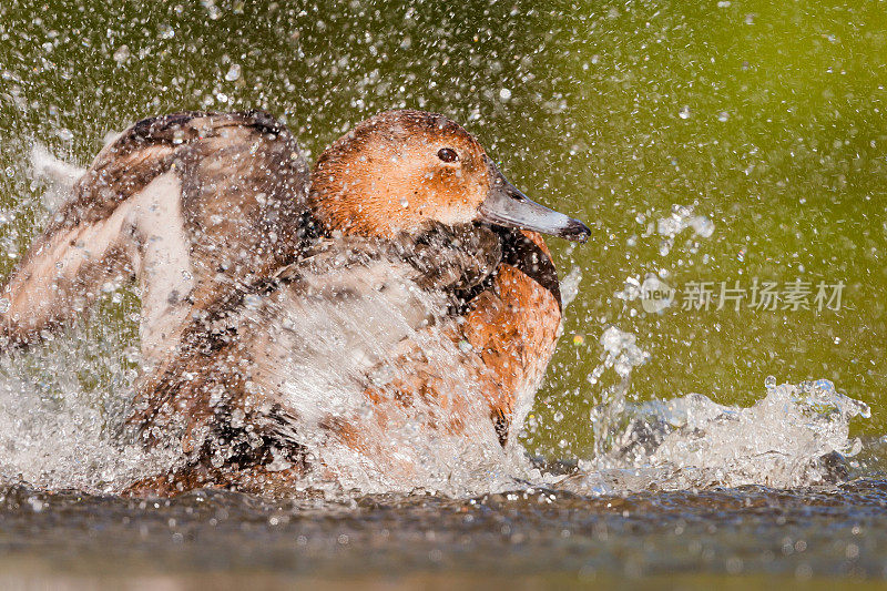 共同的pochard (Aythya ferina)